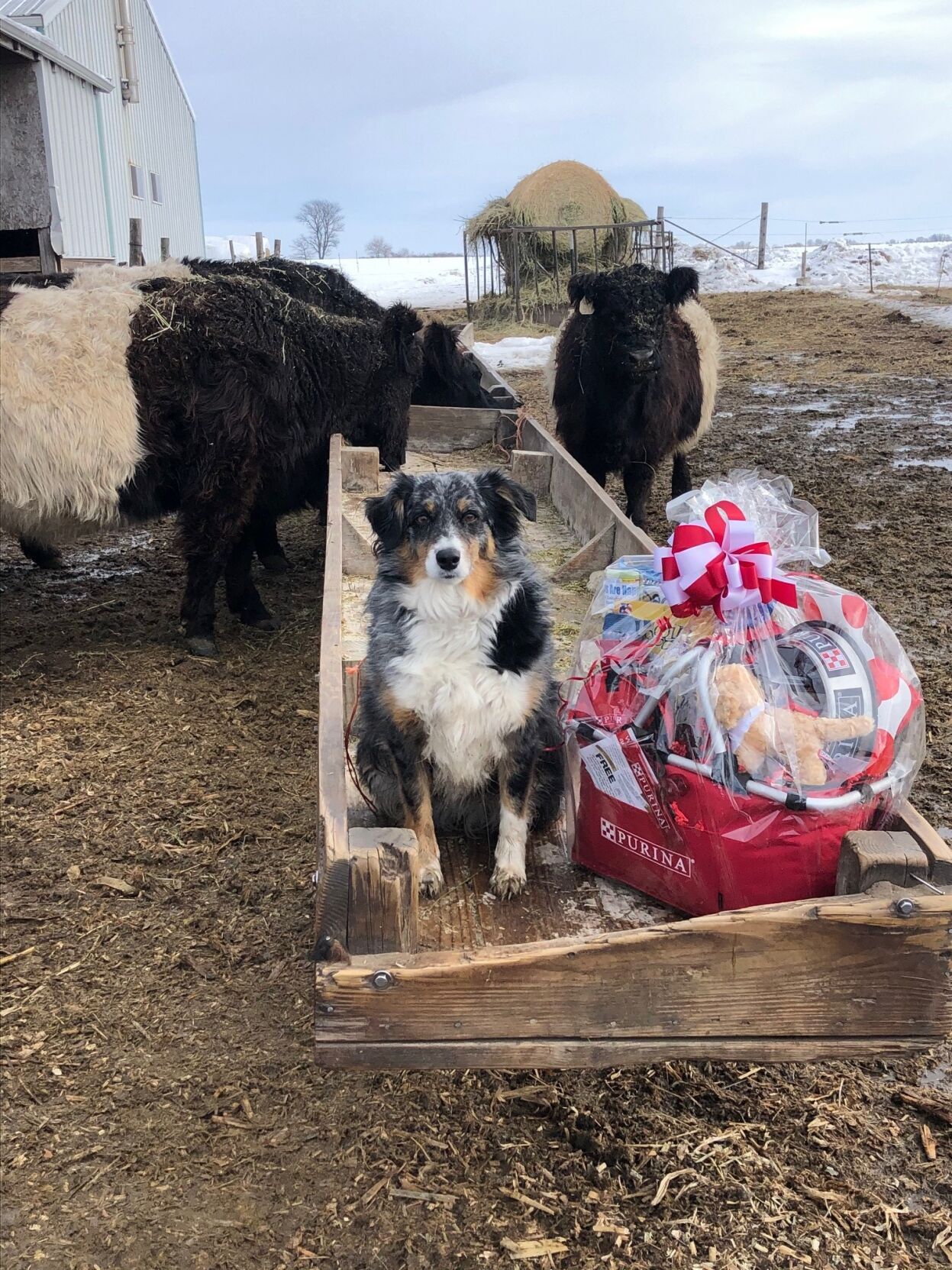 Illinois farm dog runner-up in national contest